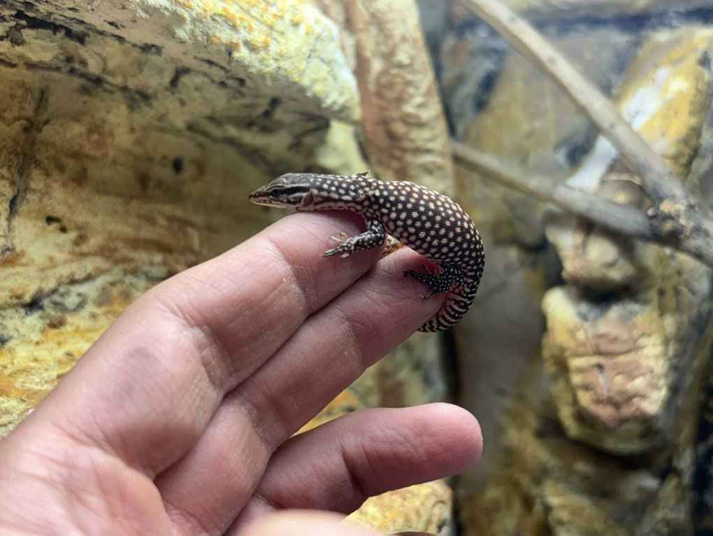 High Red Ackies