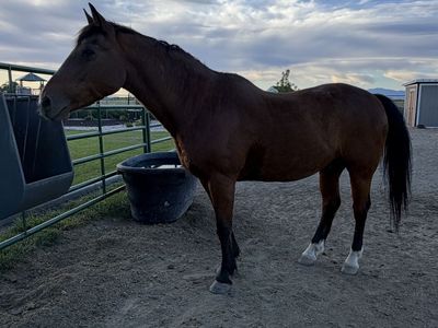 Gentle Grade Gelding