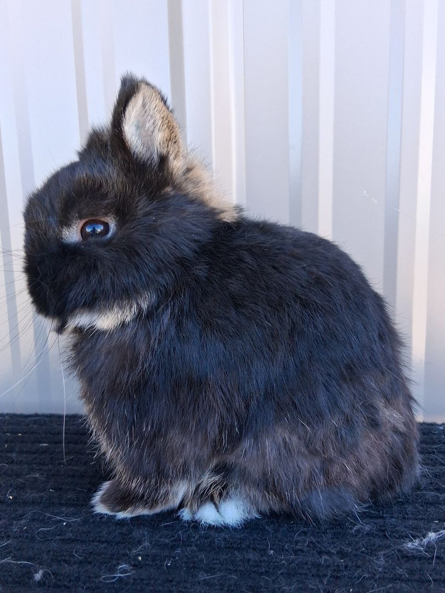 small Netherland dwarf