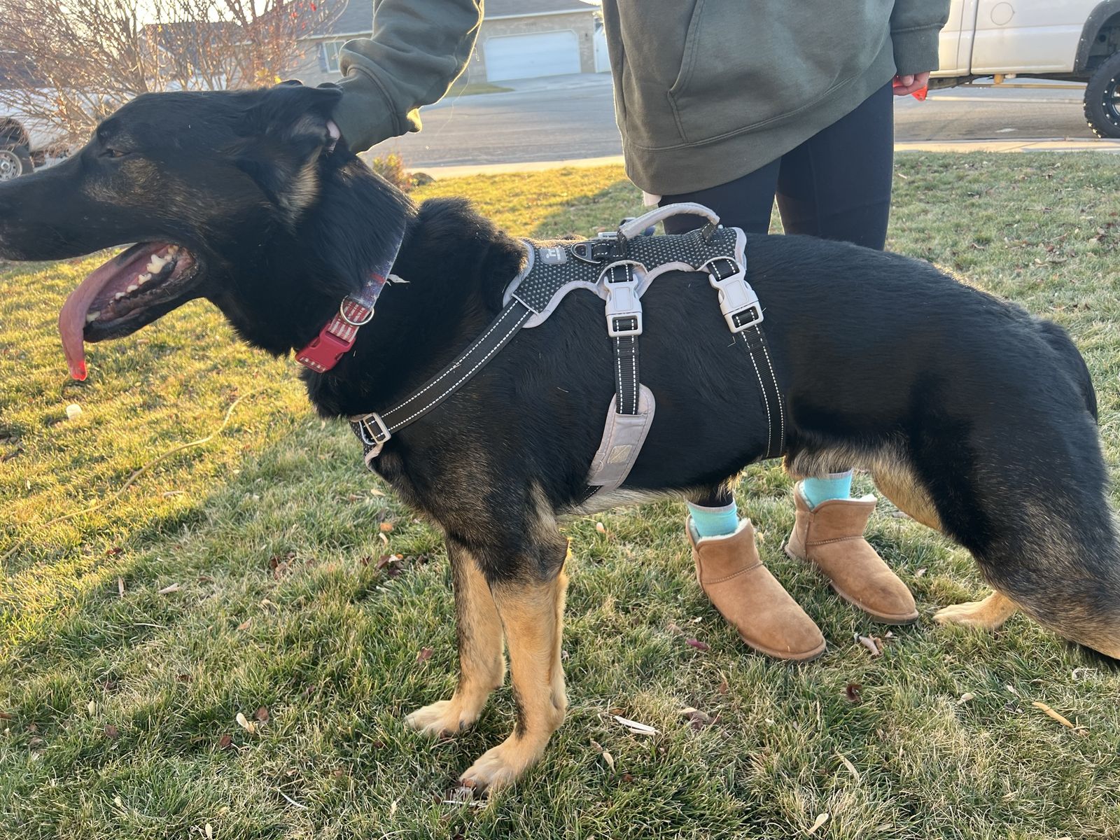 AKC German Shepherd *stud*