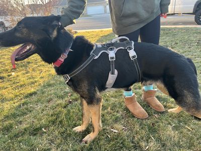 AKC German Shepherd *stud*
