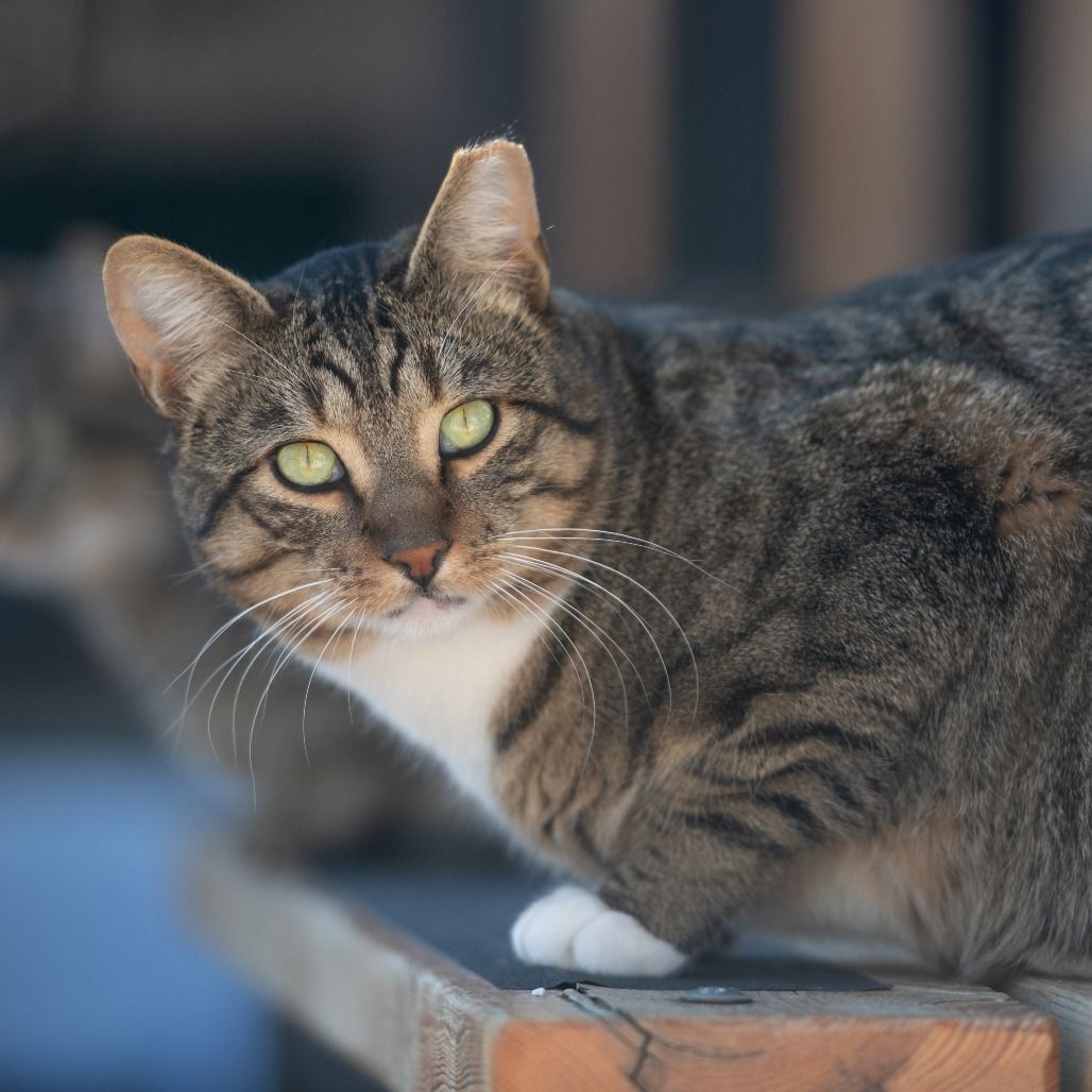 Hello my name is Shrykos