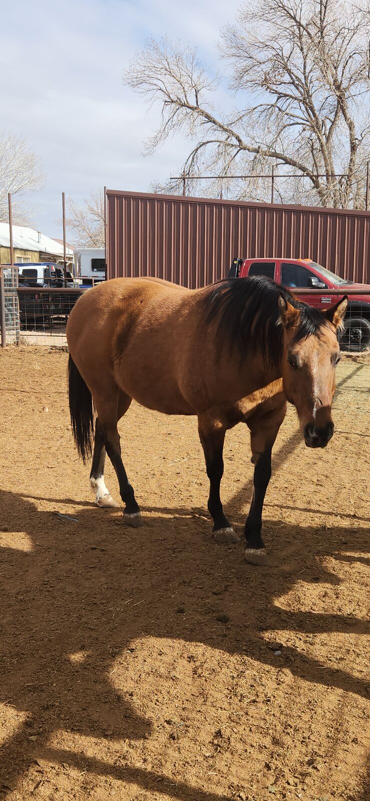 Big peanut butter Dun mare