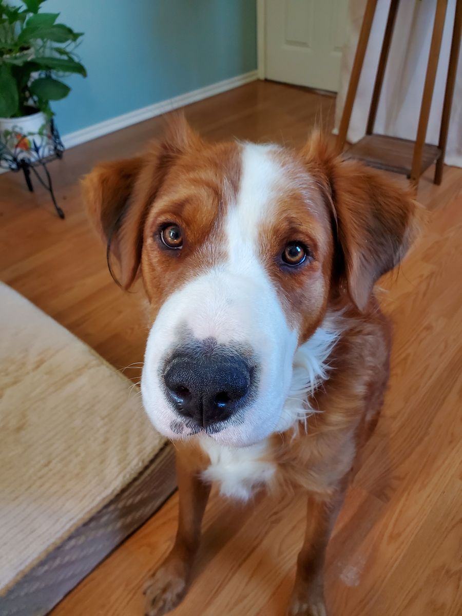 Adorable Dog to Good Home