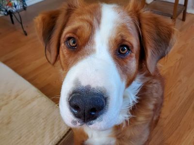 Adorable Dog to Good Home