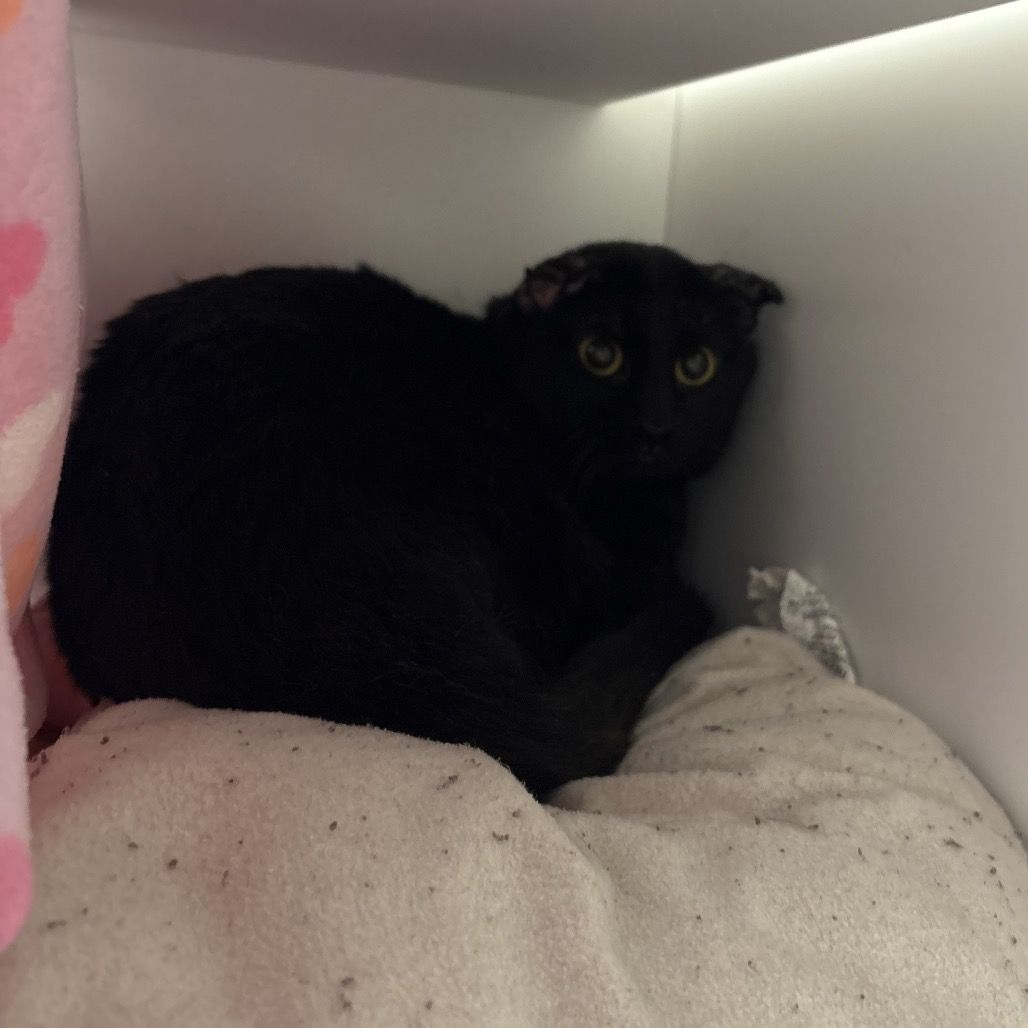 Main image 2