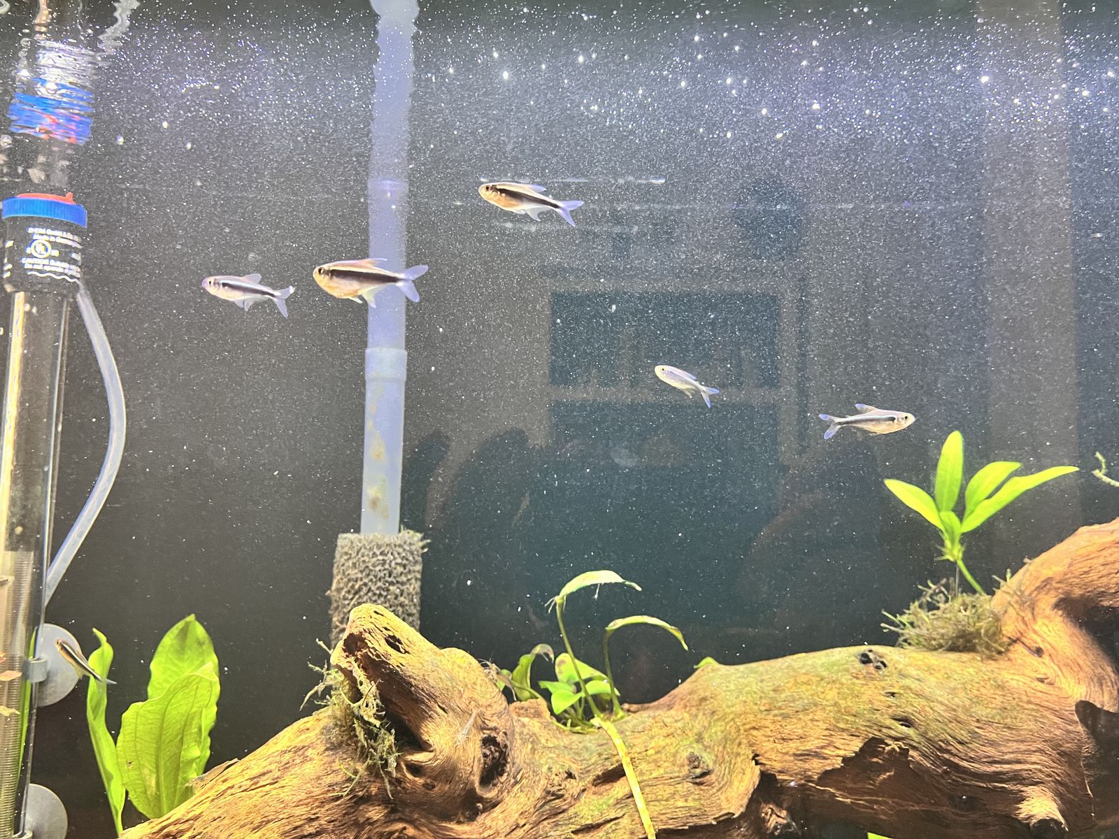 8 Black Neon Tetra