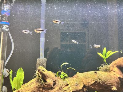 8 Black Neon Tetra
