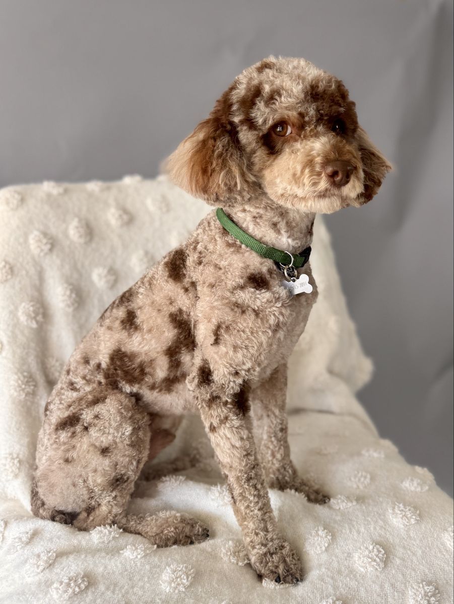 Mini Poodle - 10lbs, Choc Merle, blue eye
