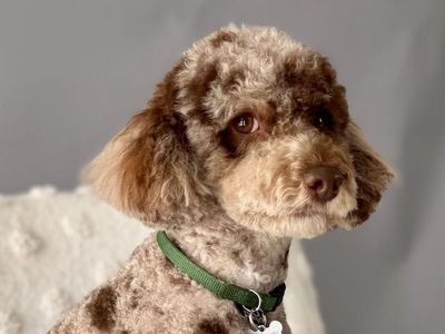 Mini Poodle - 10lbs, Choc Merle, blue eye