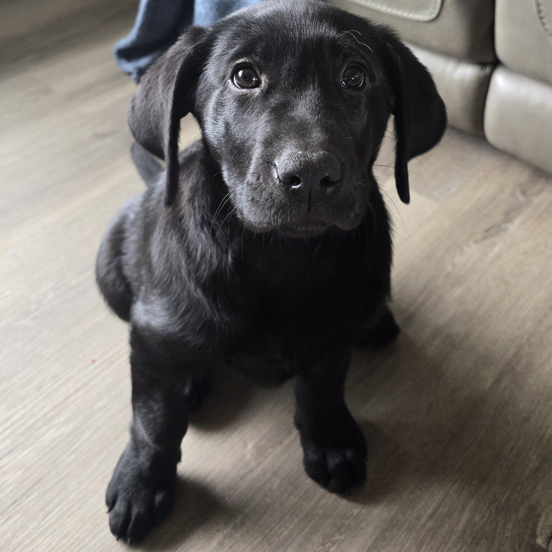 pur bred black lab puppy
