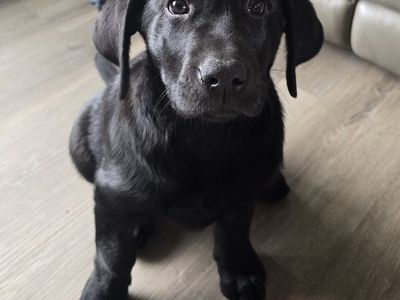 pur bred black lab puppy