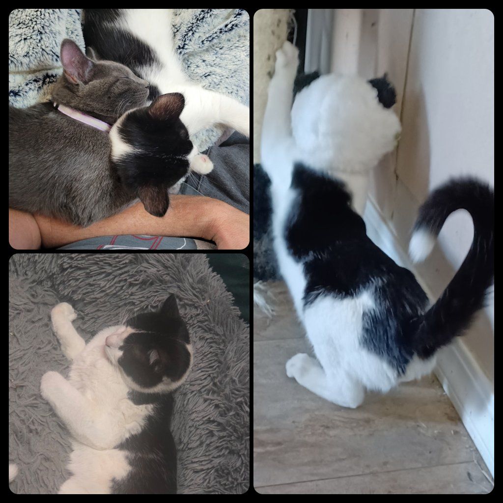 Rehoming Cats READ DESCRIPTION