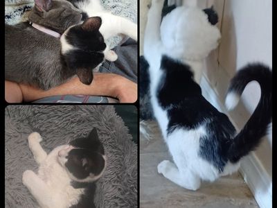Rehoming Cats READ DESCRIPTION