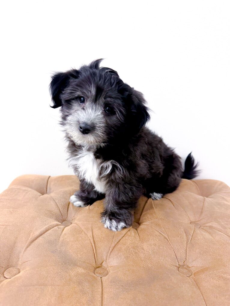 Coton de Tulear Hypoallergenic Lap / Companion Dog