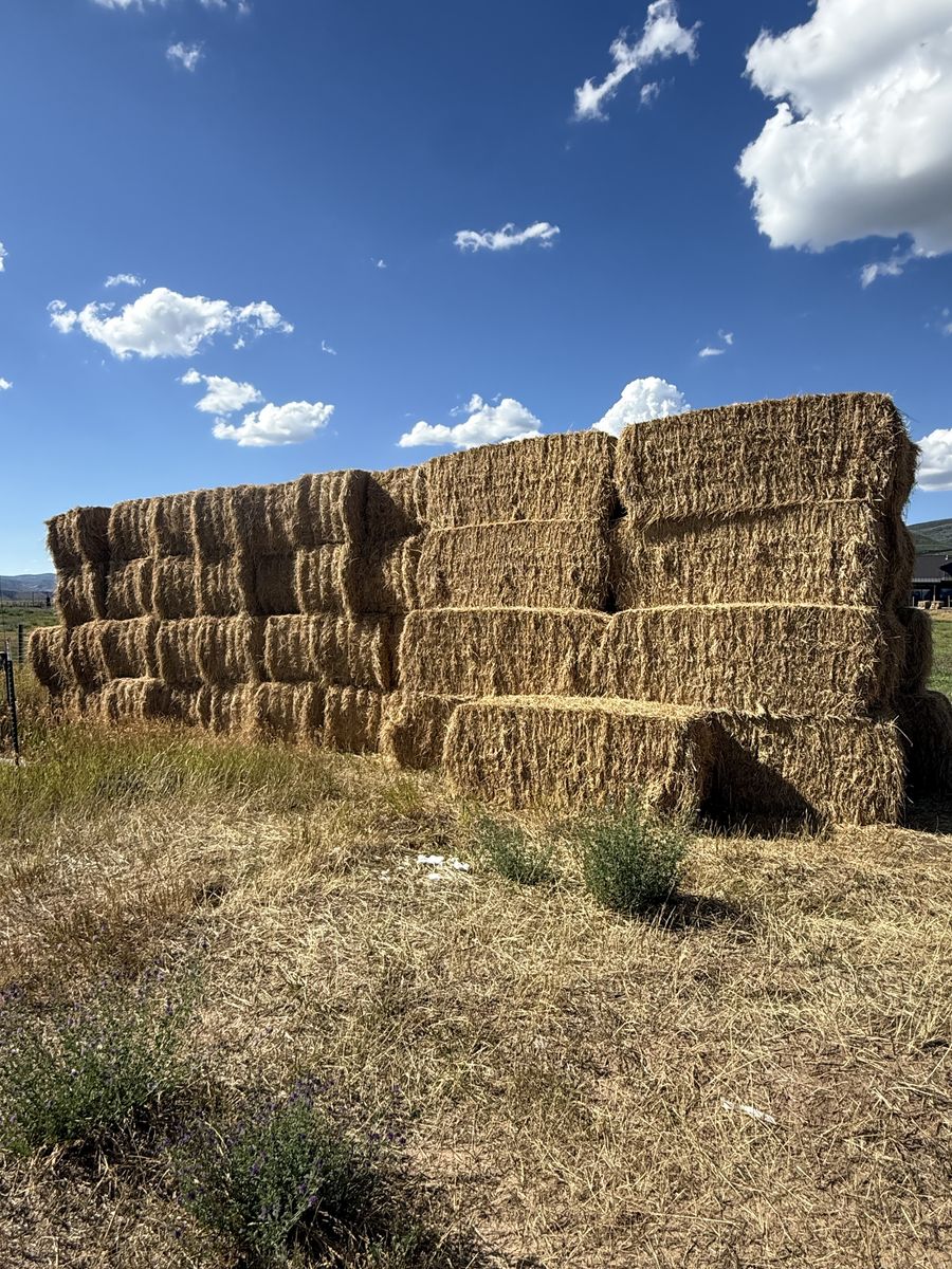 Alfalfa mix hay