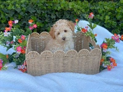 Toy F1B Cavapoo Puppy ~ Boy~