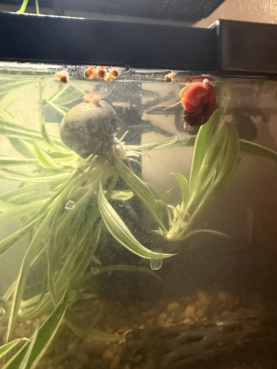 Free Ramshorn snails