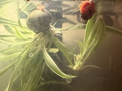 Free Ramshorn snails