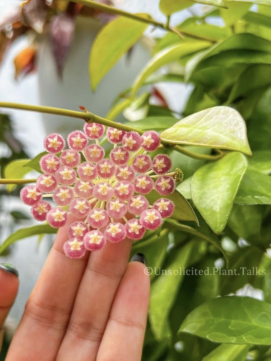 Hoya lacunosa (purple flower) - Plant