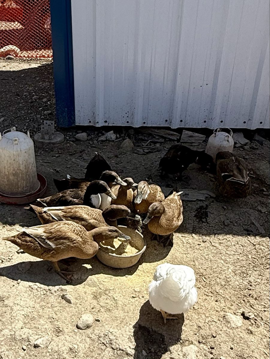 Young Laying Ducks - Various Breeds, Ready for Egg Production
