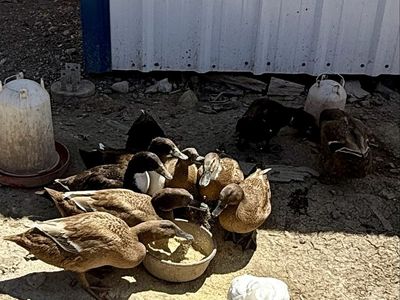 Young Laying Ducks - Various Breeds, Ready for Egg Production