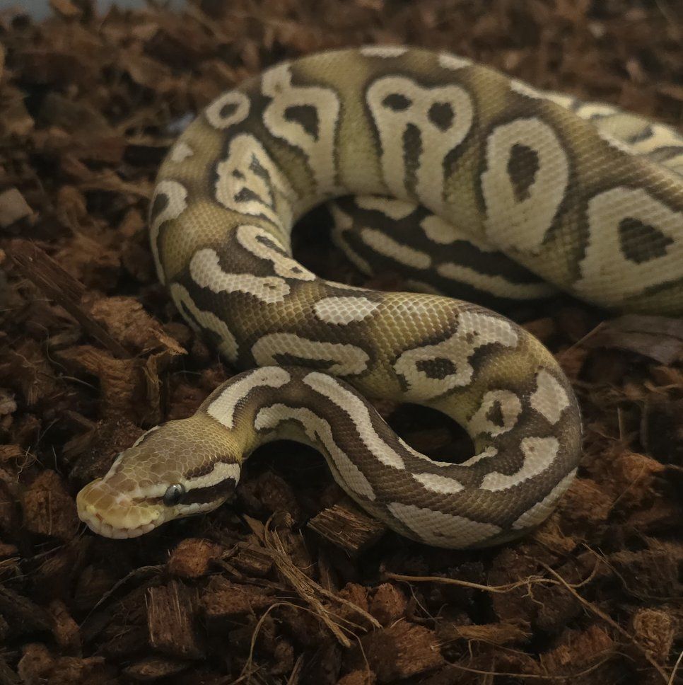 DH Monsoon VPI Axanthic Pastave Sulfur Ball Python