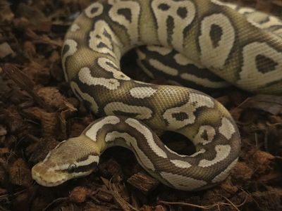 DH Monsoon VPI Axanthic Pastave Sulfur Ball Python