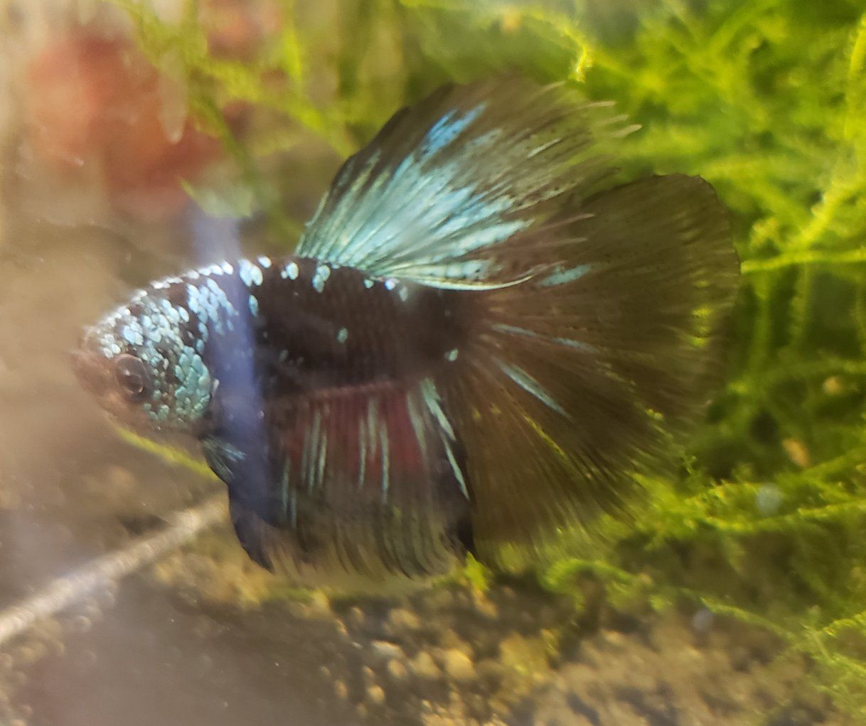 Beautiful Betta Fish - Vibrant Blue & Red Male - Healthy and Active