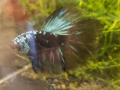 Beautiful Betta Fish - Vibrant Blue & Red Male - Healthy and Active