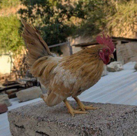 Beautiful young roosters