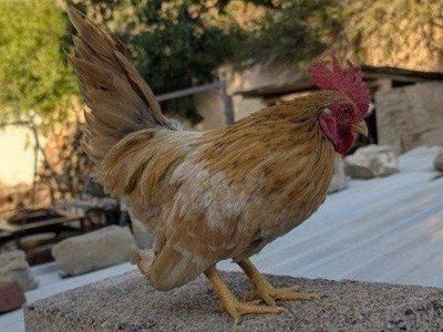 Beautiful young roosters