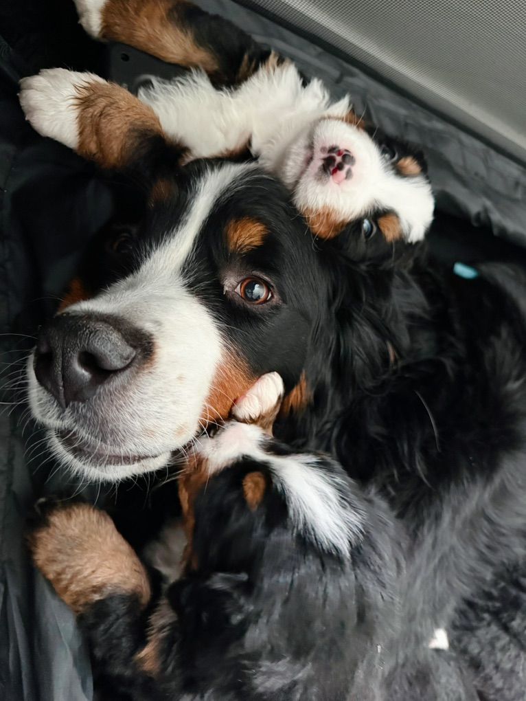 AKC Bernese Mountain Dog Puppies – Family Raised, Ready Soon