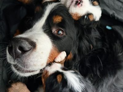 AKC Bernese Mountain Dog Puppies – Family Raised, Ready Soon