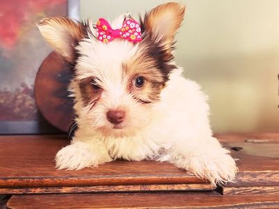 Yorkie Puppies - Adorable & Playful Companions, Ready for Their Forever Homes!