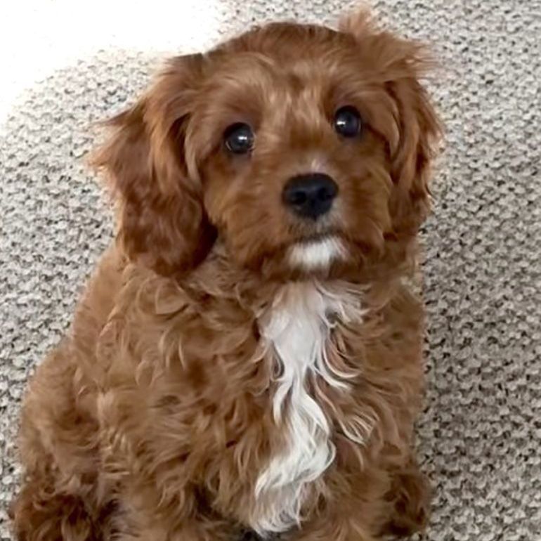 F1 Cavapoo 12 week -Potty Training going great - best temperment doodle best family dog perfect summer ticket puppy culture