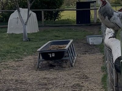 Calf-Tel Calf Shelter