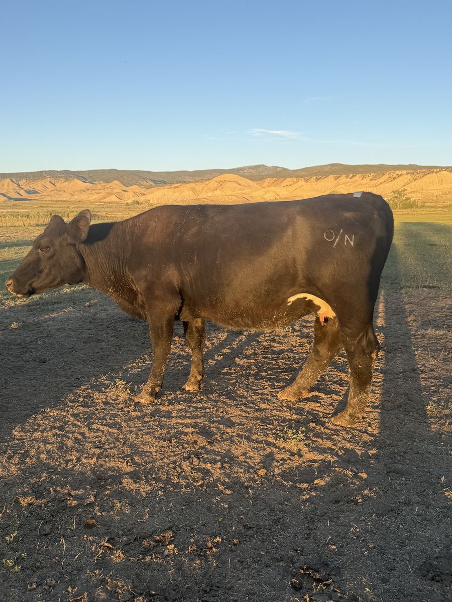 Bred Cow