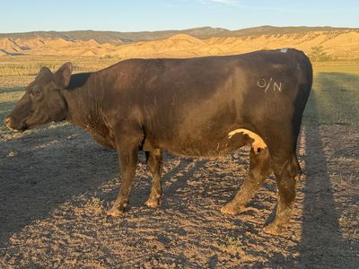 Bred Cow