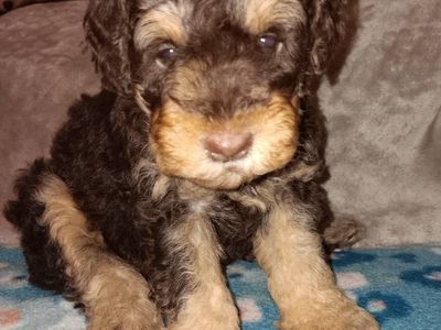 Miniature Schnauzer female # 1