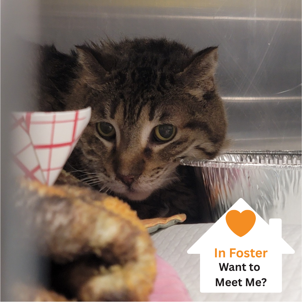 Hello my name is Herriman