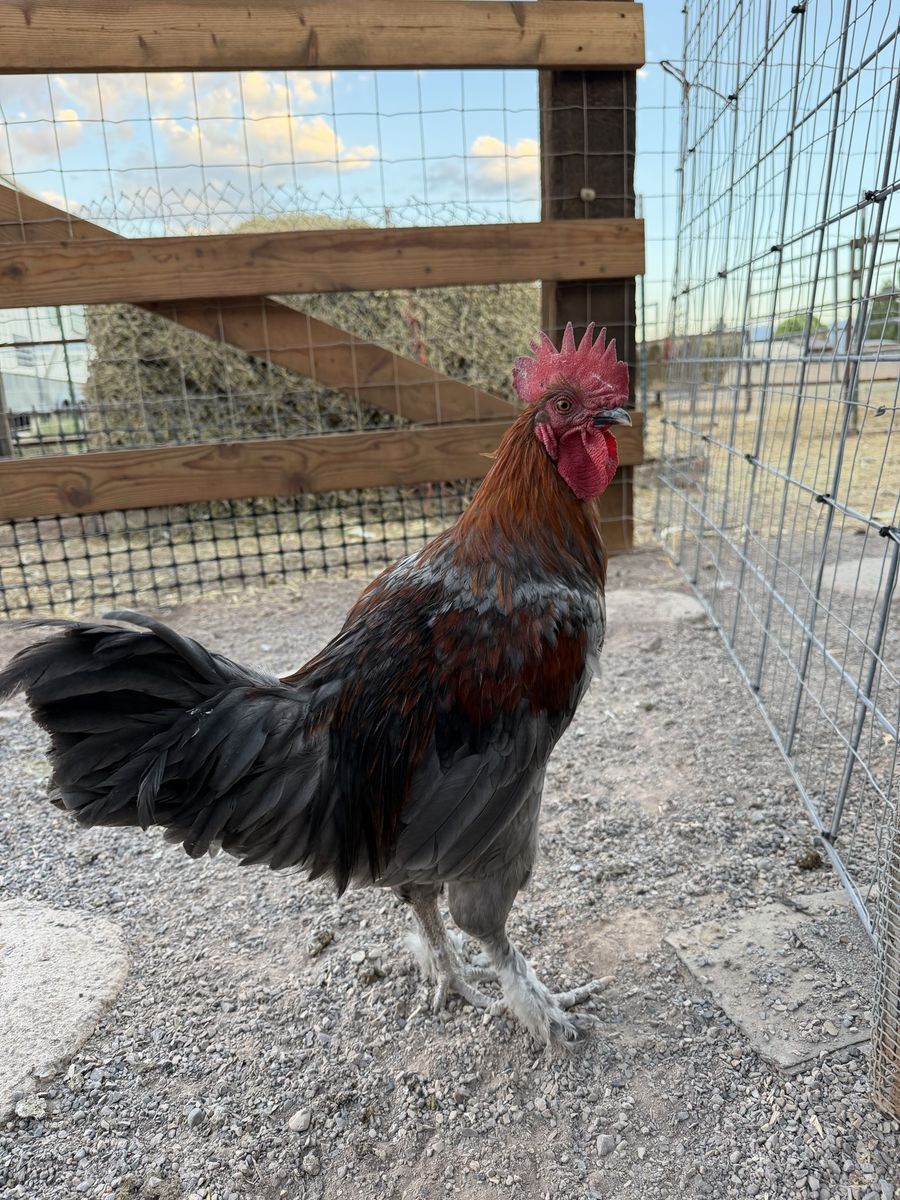 Young Blue copper maran rooster