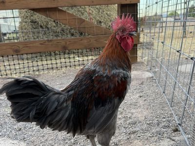 Young Blue copper maran rooster