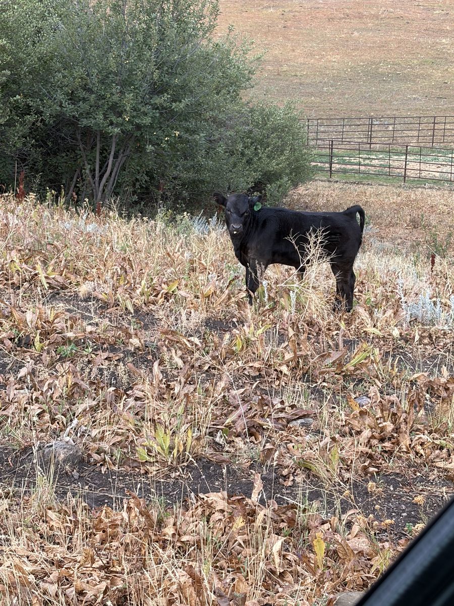 Rope calf