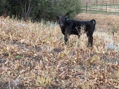 Rope calf