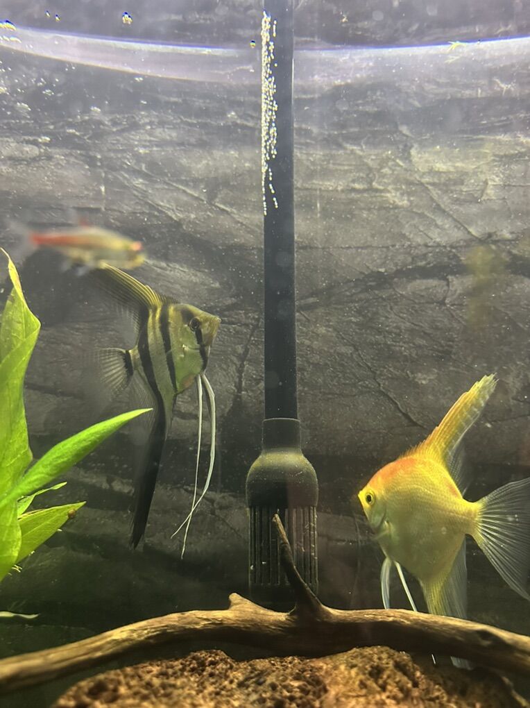 Angelfish Pair