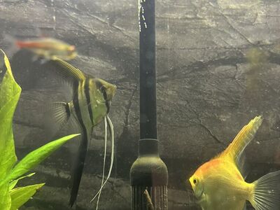 Angelfish Pair