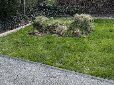 Free Sod