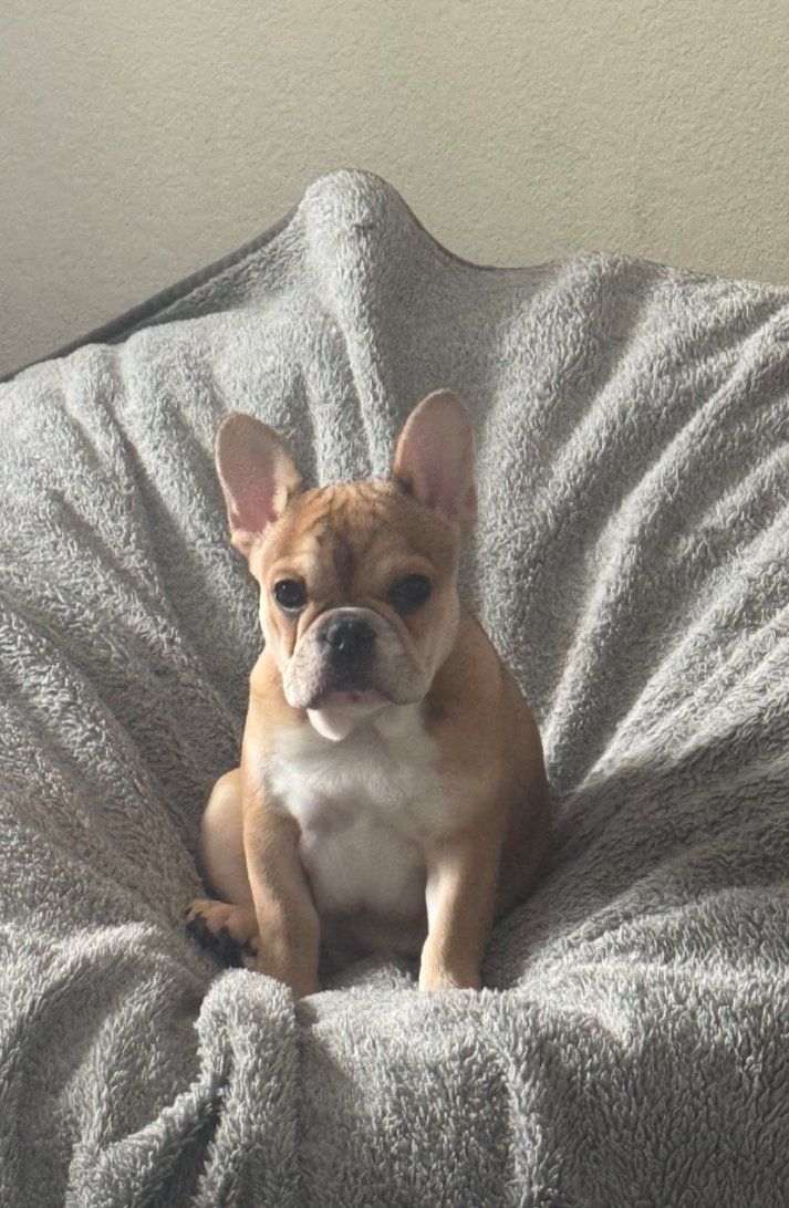 female urjilio frenchie