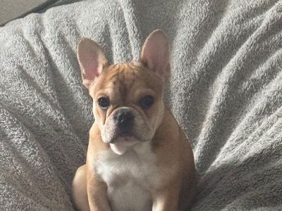 female urjilio frenchie